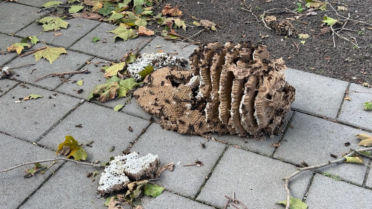 Close-up van het opengebroken nest met raten en broedcellen, met hoornaars erop