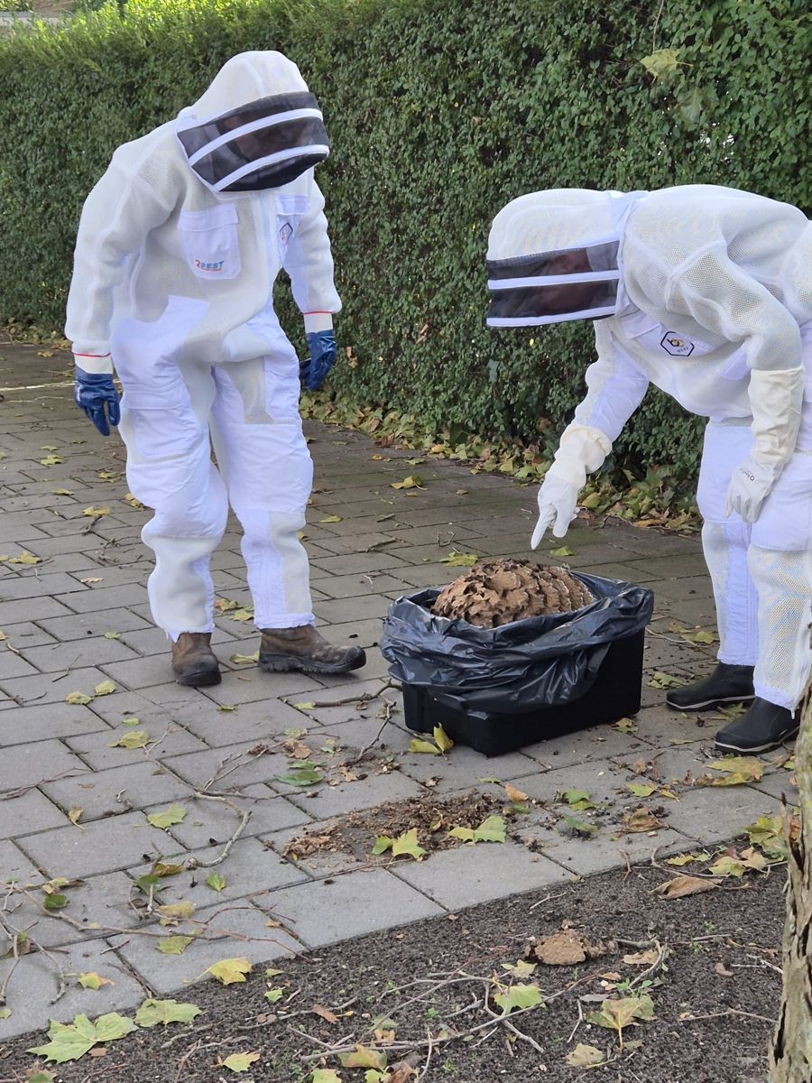 Het nest ligt in een vuilniszak in een zwarte kist, met de twee vrijwilligers in beschermende pakken ernaast