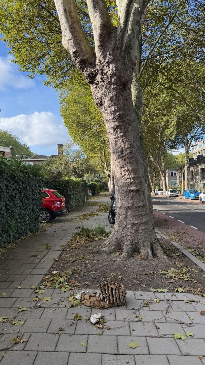 Het gevallen nest ligt op de stoep onder een hoge plataan in de Borneostraat in Delft