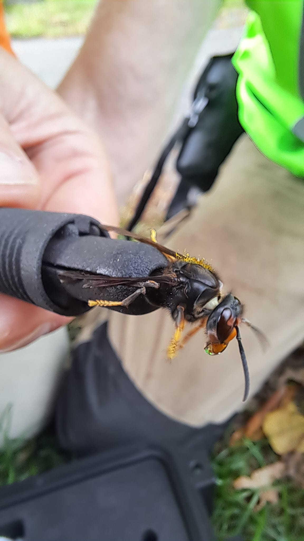 Close-up van een Geelpoothoornaar met zender, vastgehouden voor het loslaten