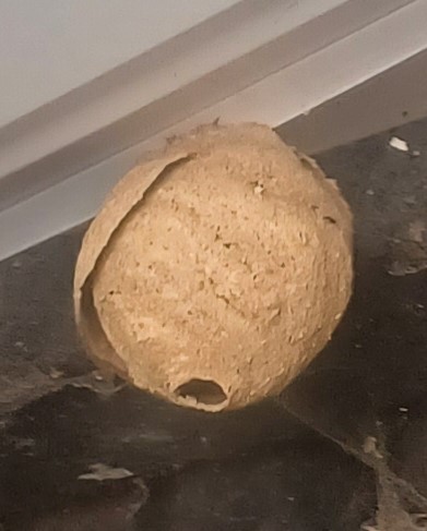 Voorjaarsnest Geelpoothoornaar