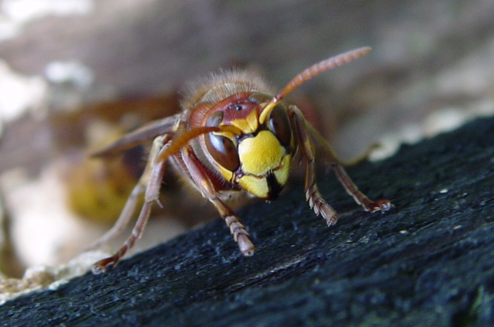 Europese hoornaar (Vespa crabro) — foto: Niek Willems, CC BY-SA 2.5